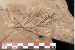 Foto (Detailansicht) von Callitris brongniartii Endl. (NHMW-GEO-2024-0188-8215)